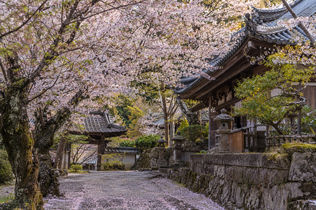 Cherry blossoms in full bloom