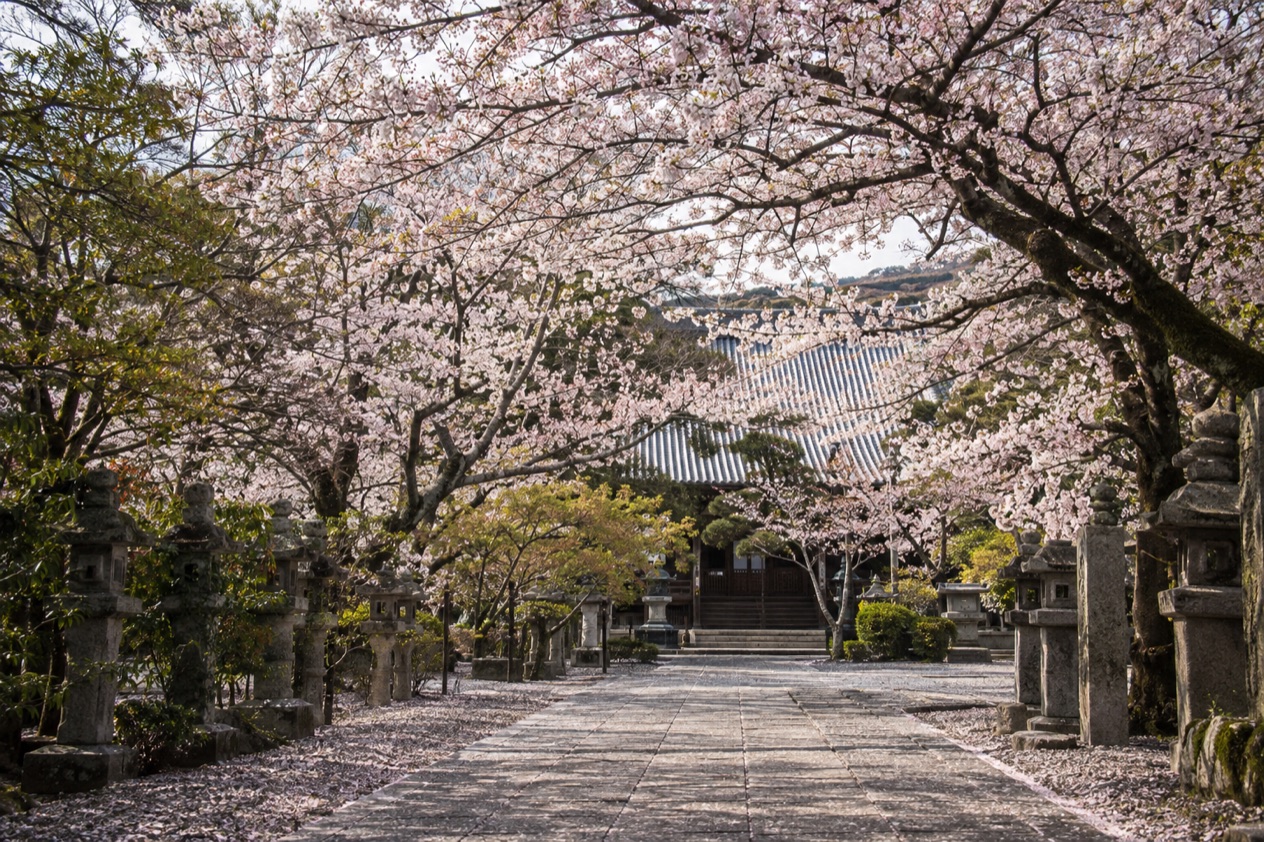 Cherry blossoms in full bloom