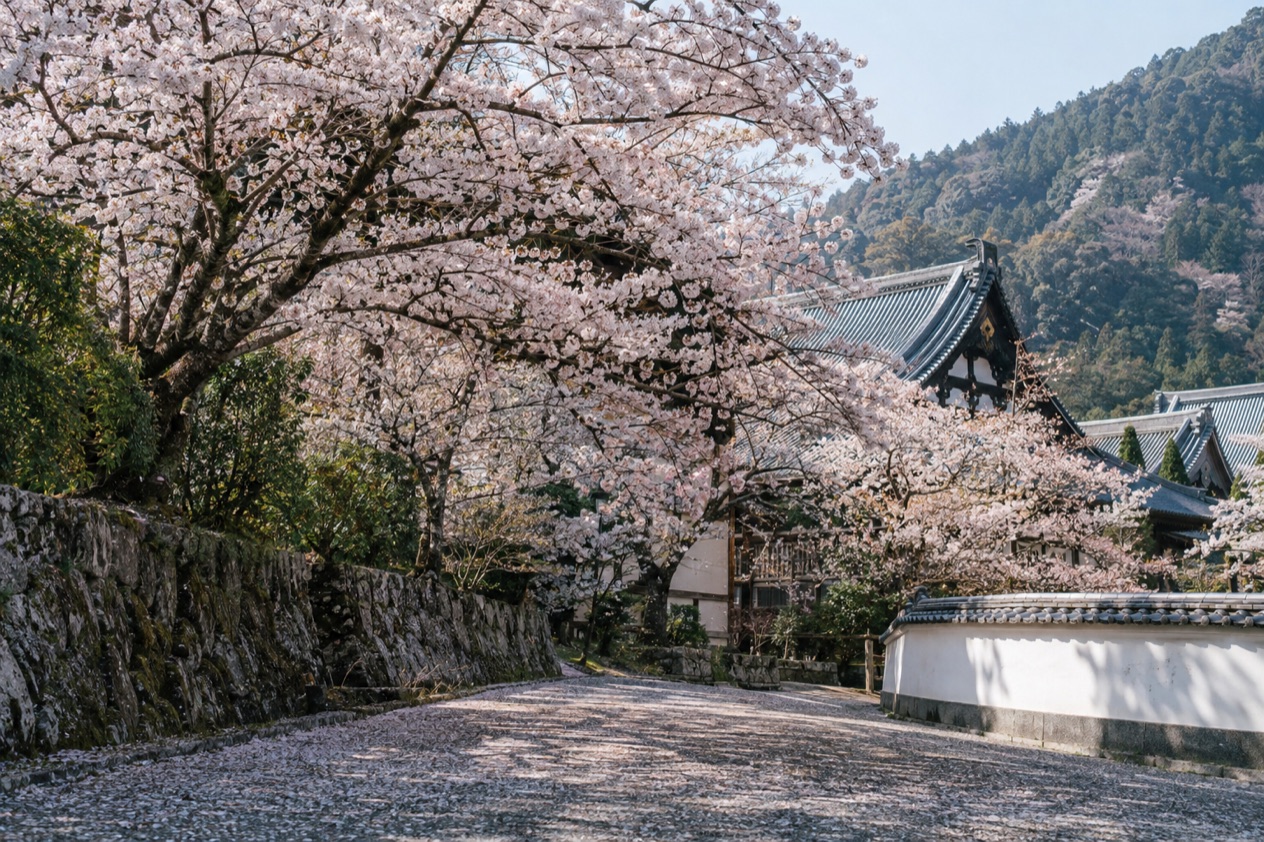 Cherry blossoms in full bloom