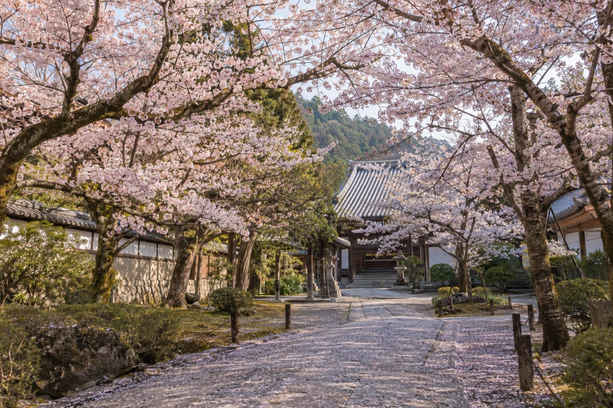 Cherry blossoms in full bloom