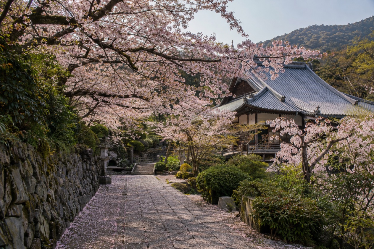 Cherry blossoms in full bloom