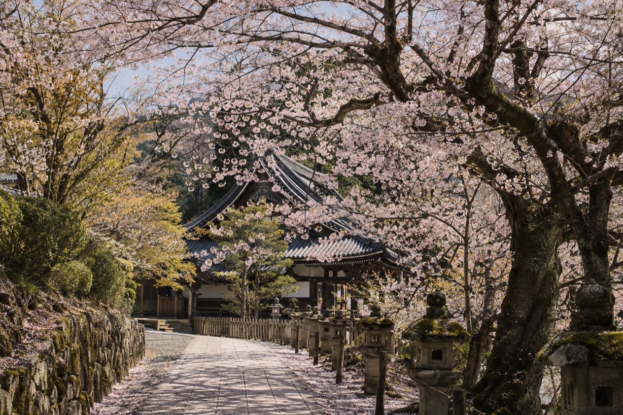 Cherry blossoms in full bloom