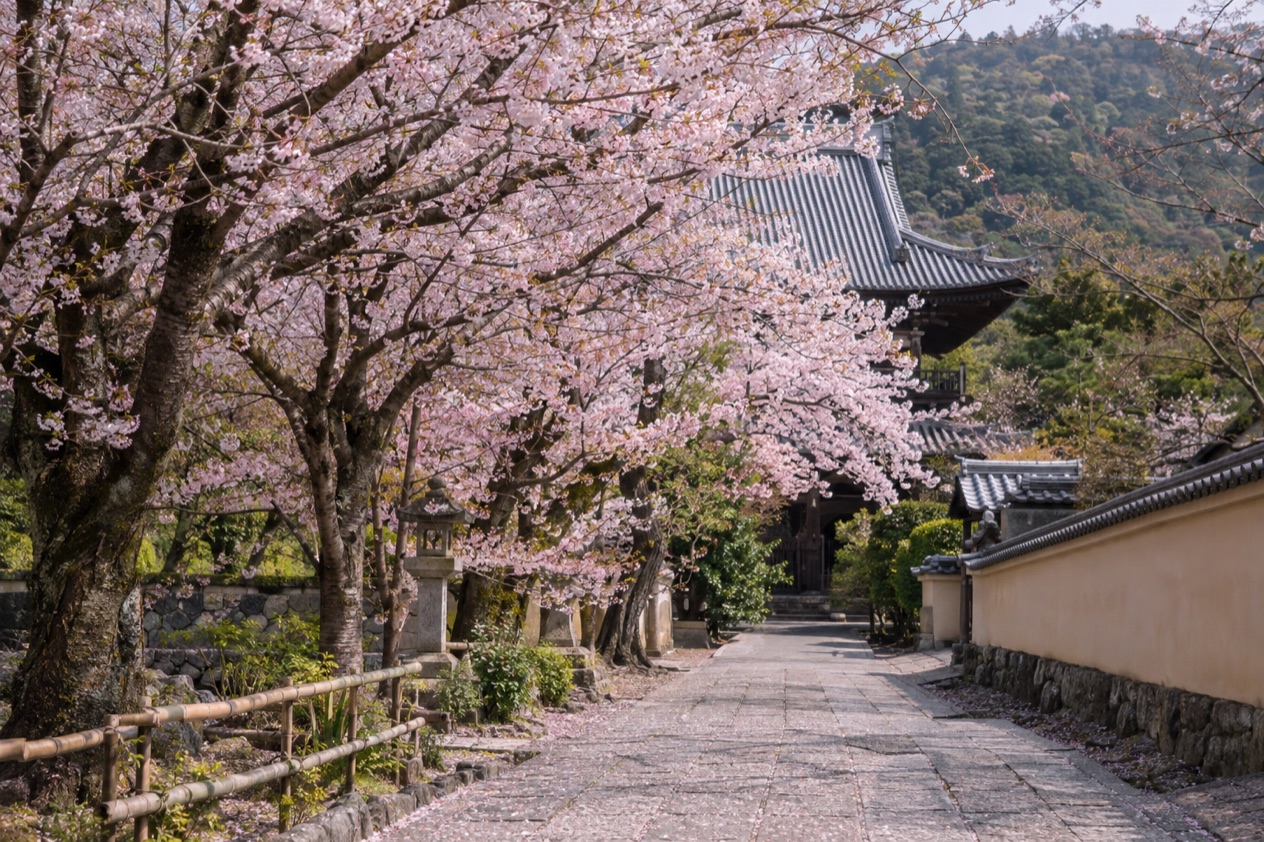 Cherry blossoms in full bloom