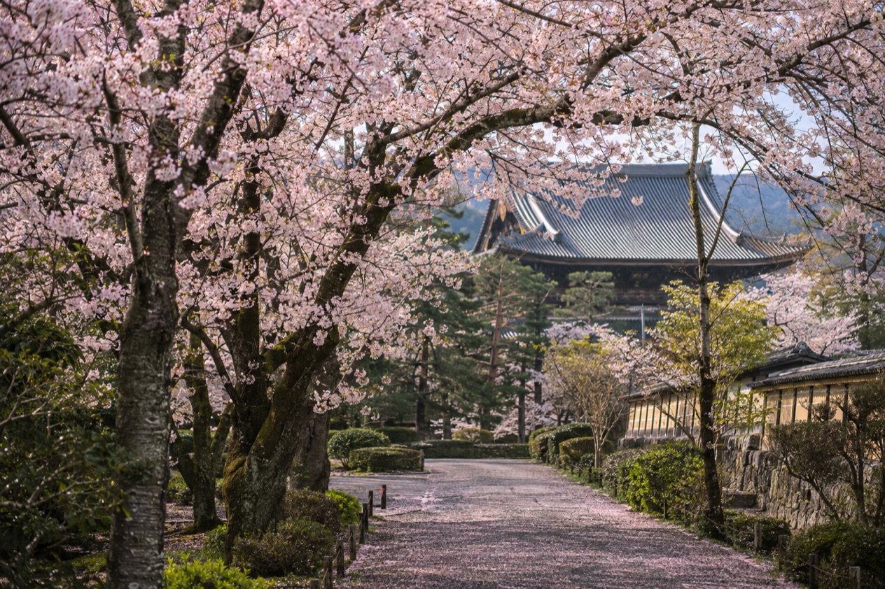 Cherry blossoms in full bloom