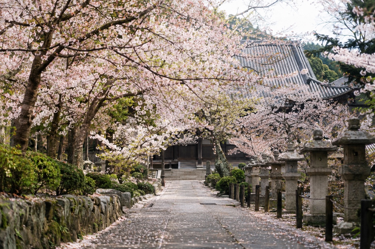 Cherry blossoms in full bloom
