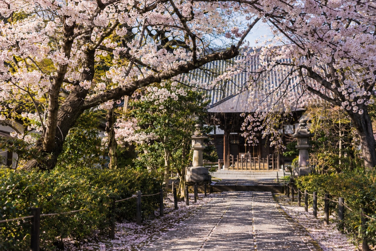 Cherry blossoms in full bloom