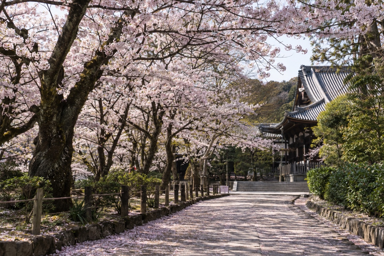 Cherry blossoms in full bloom