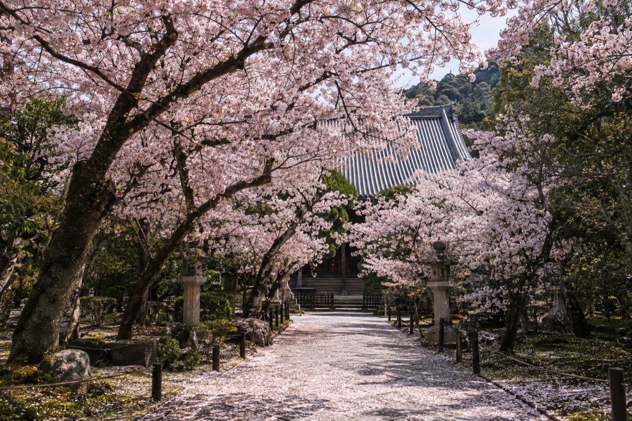 Cherry blossoms in full bloom