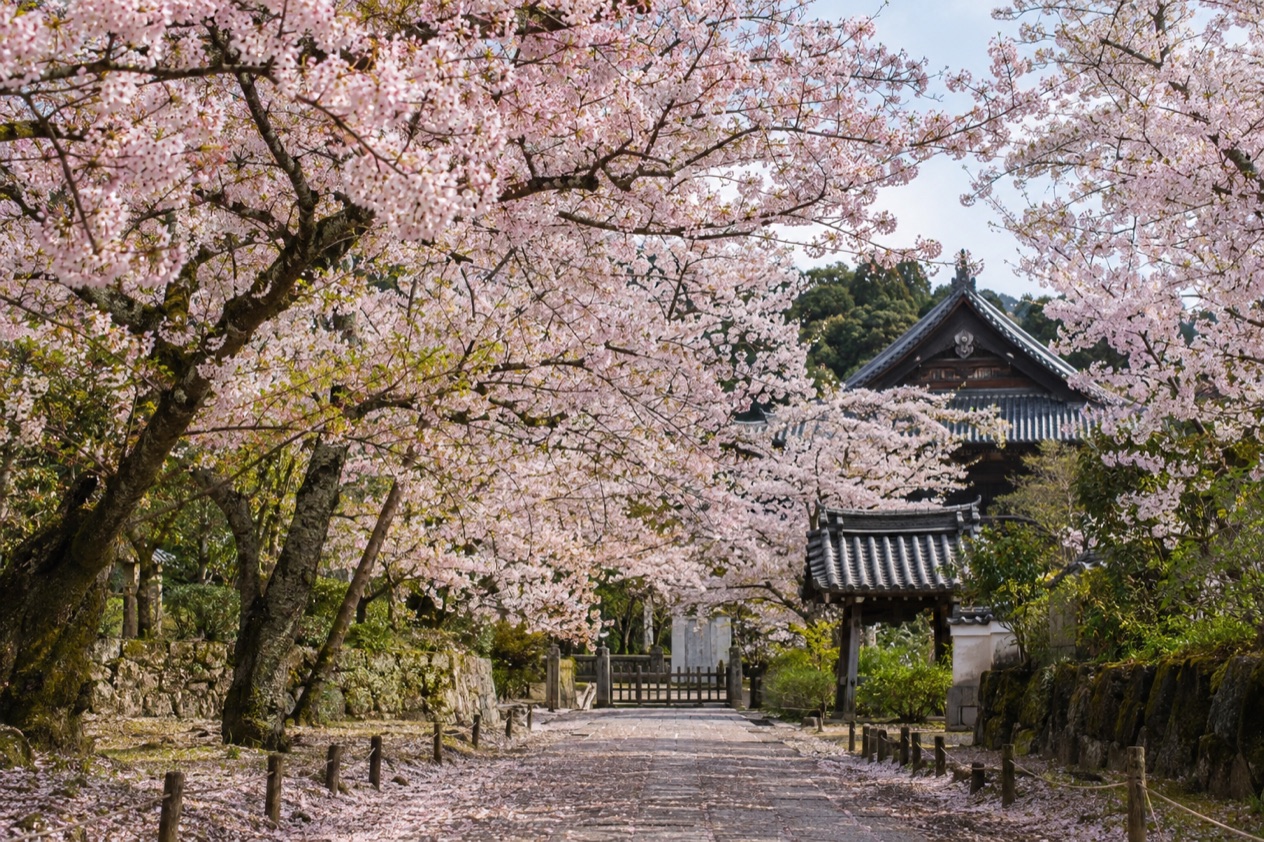 Cherry blossoms in full bloom