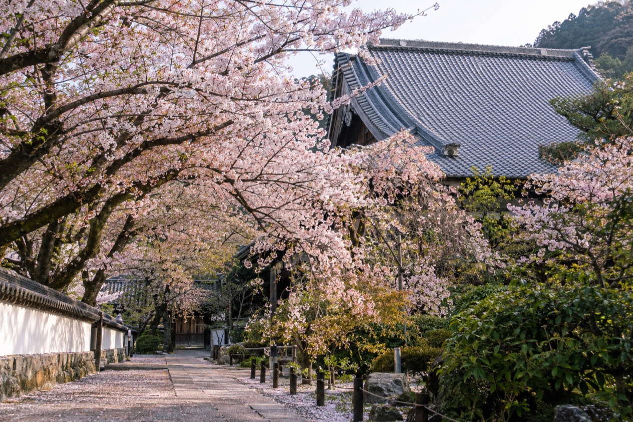 Cherry blossoms in full bloom