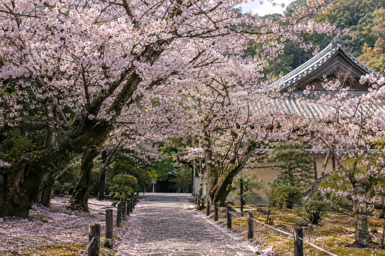 Cherry blossoms in full bloom