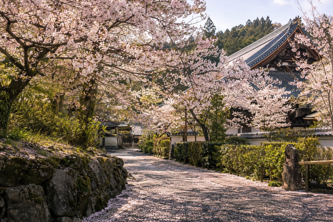 Cherry blossoms in full bloom