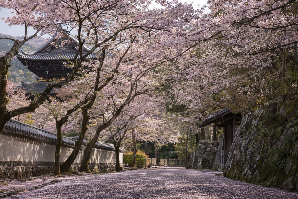 Cherry blossoms in full bloom