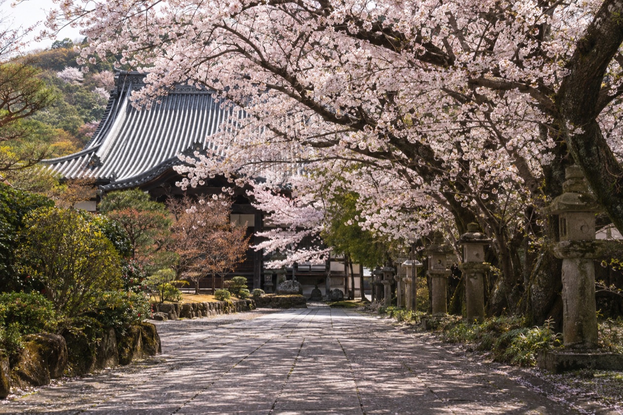 Cherry blossoms in full bloom