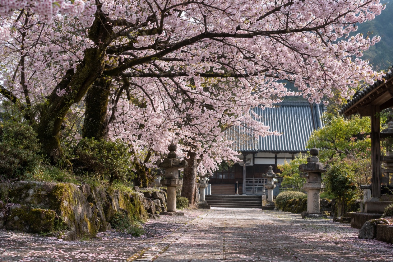 Cherry blossoms in full bloom