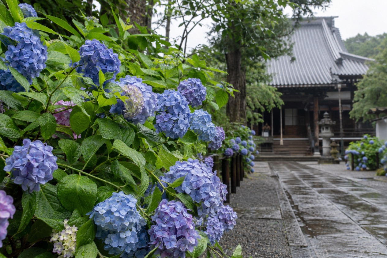 Hydrangeas in the rainy season