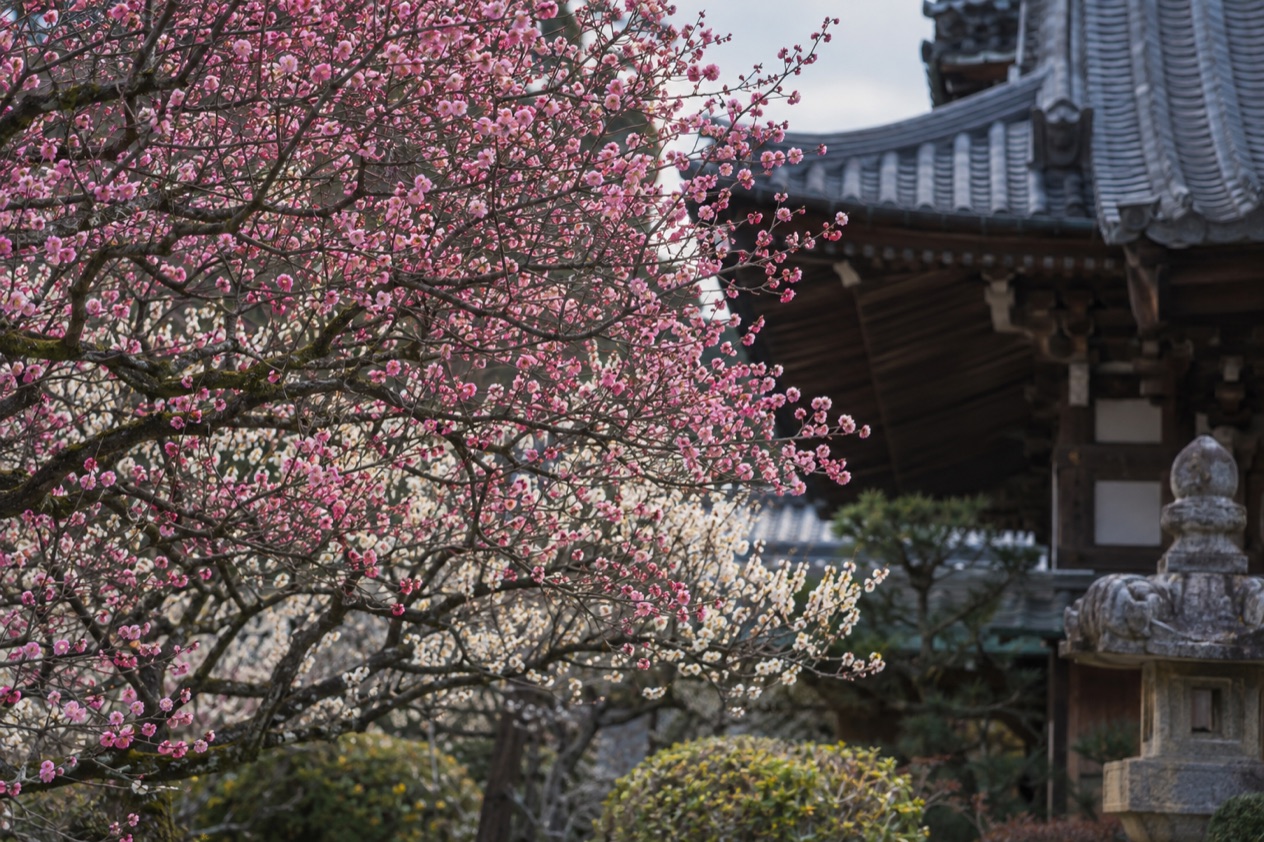 Plum blossoms