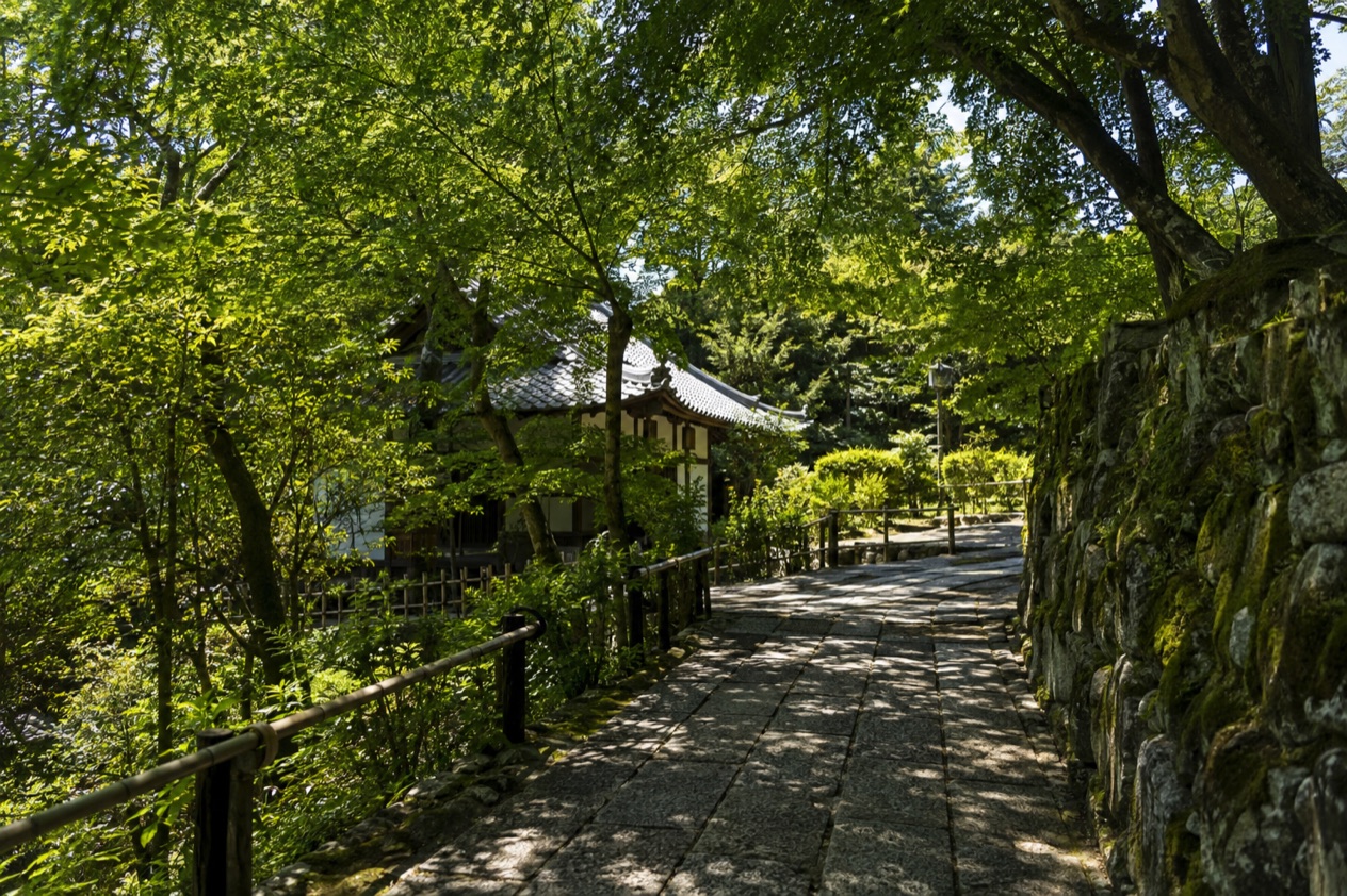 A garden in summer