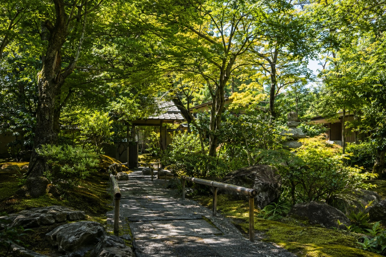 A garden in summer