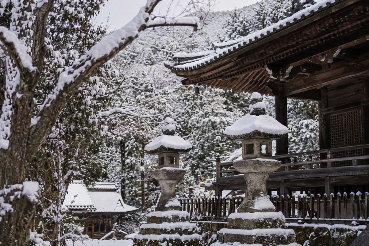 A garden in the snow