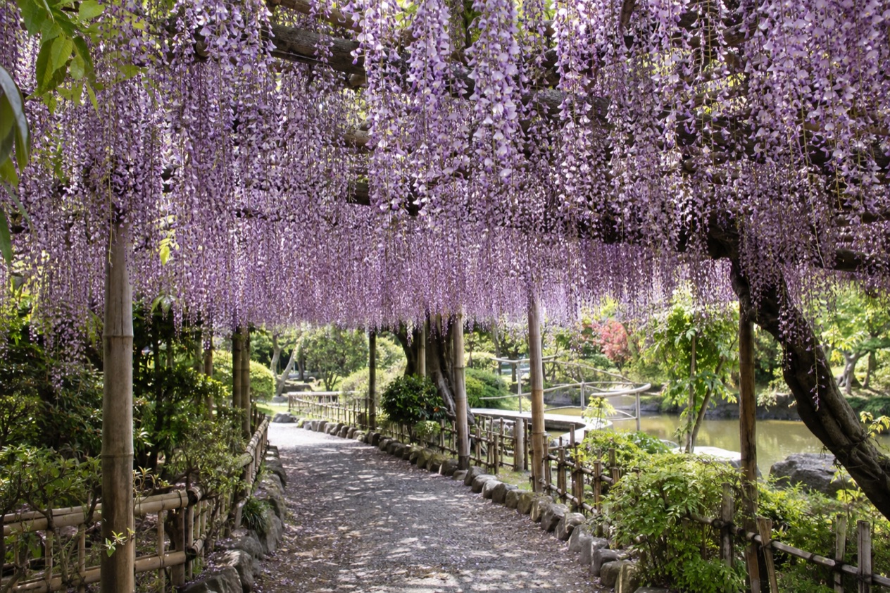 Wisteria in bloom