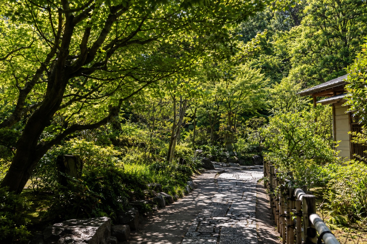 A garden in summer