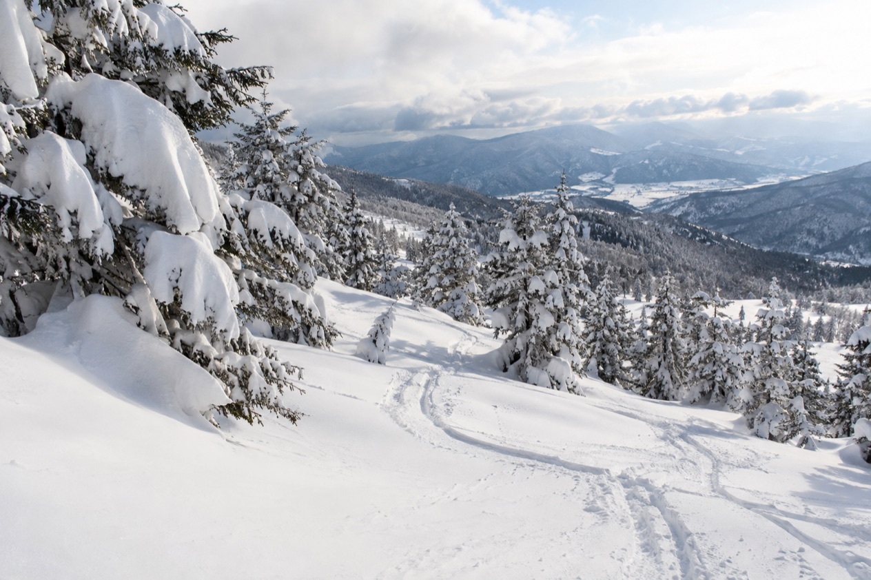 Powder snow in Japan