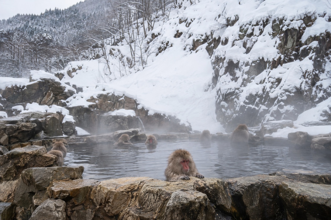 Jigokudani Snow Monkey Park