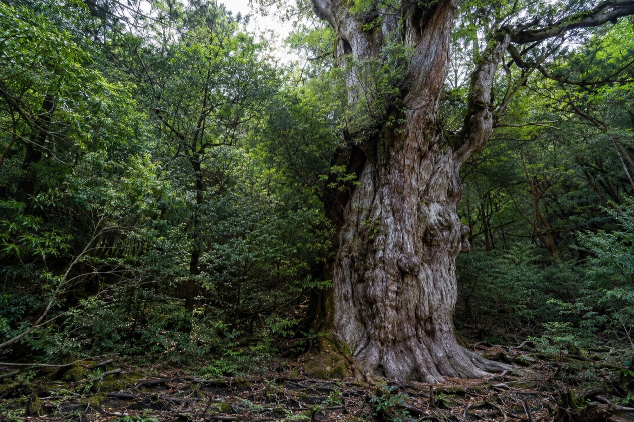 Yakushima Hiking and Jomon Sugi