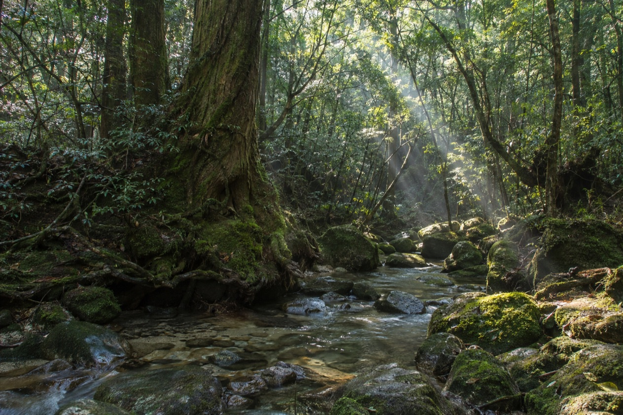 The mossy forest of Yakushima