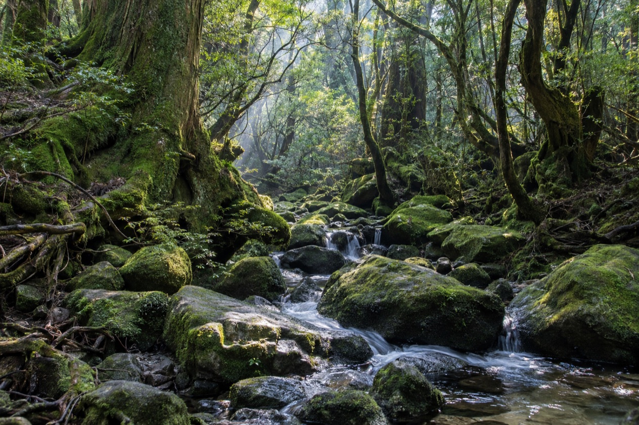 The mossy forest of Yakushima