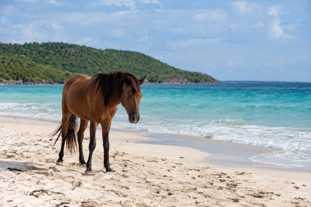 A wild horse on a quiet beach on Vieques