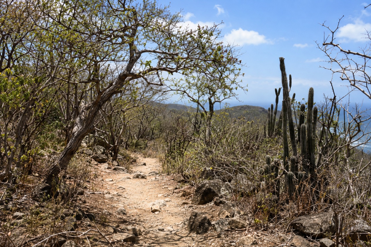 A trail in the Guanica dry forest