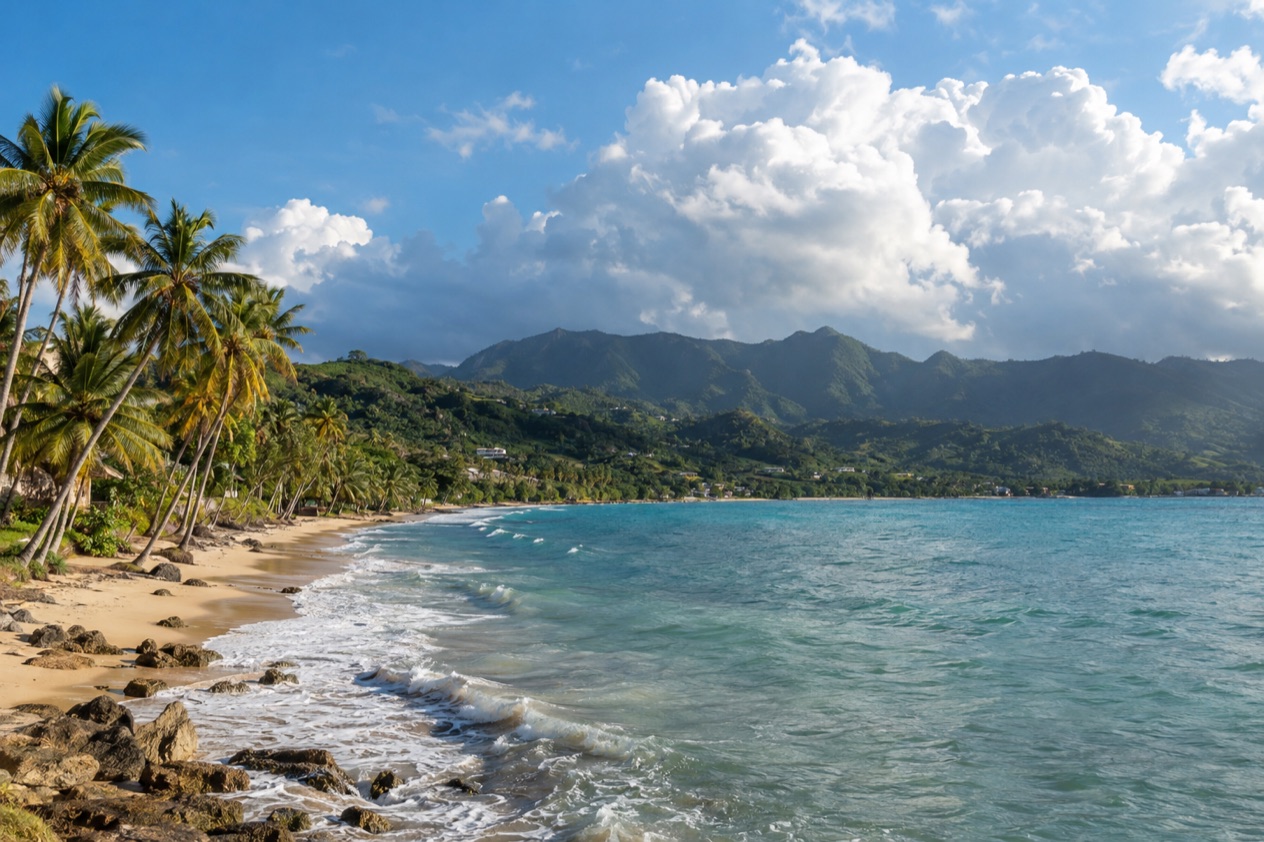 A palm-lined beach on the Puerto Rican coast in the hot, bright months