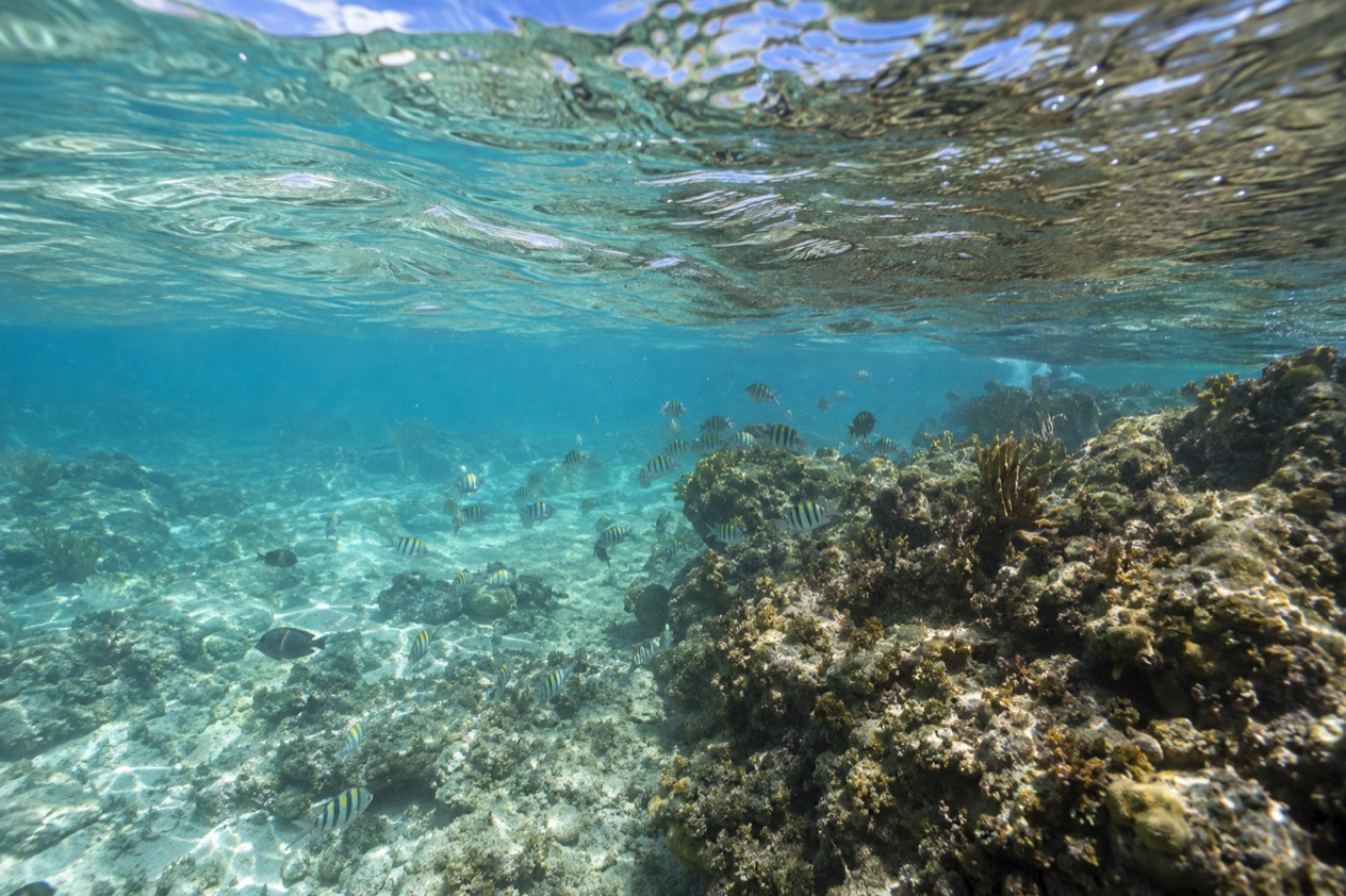 A reef in clear Caribbean water