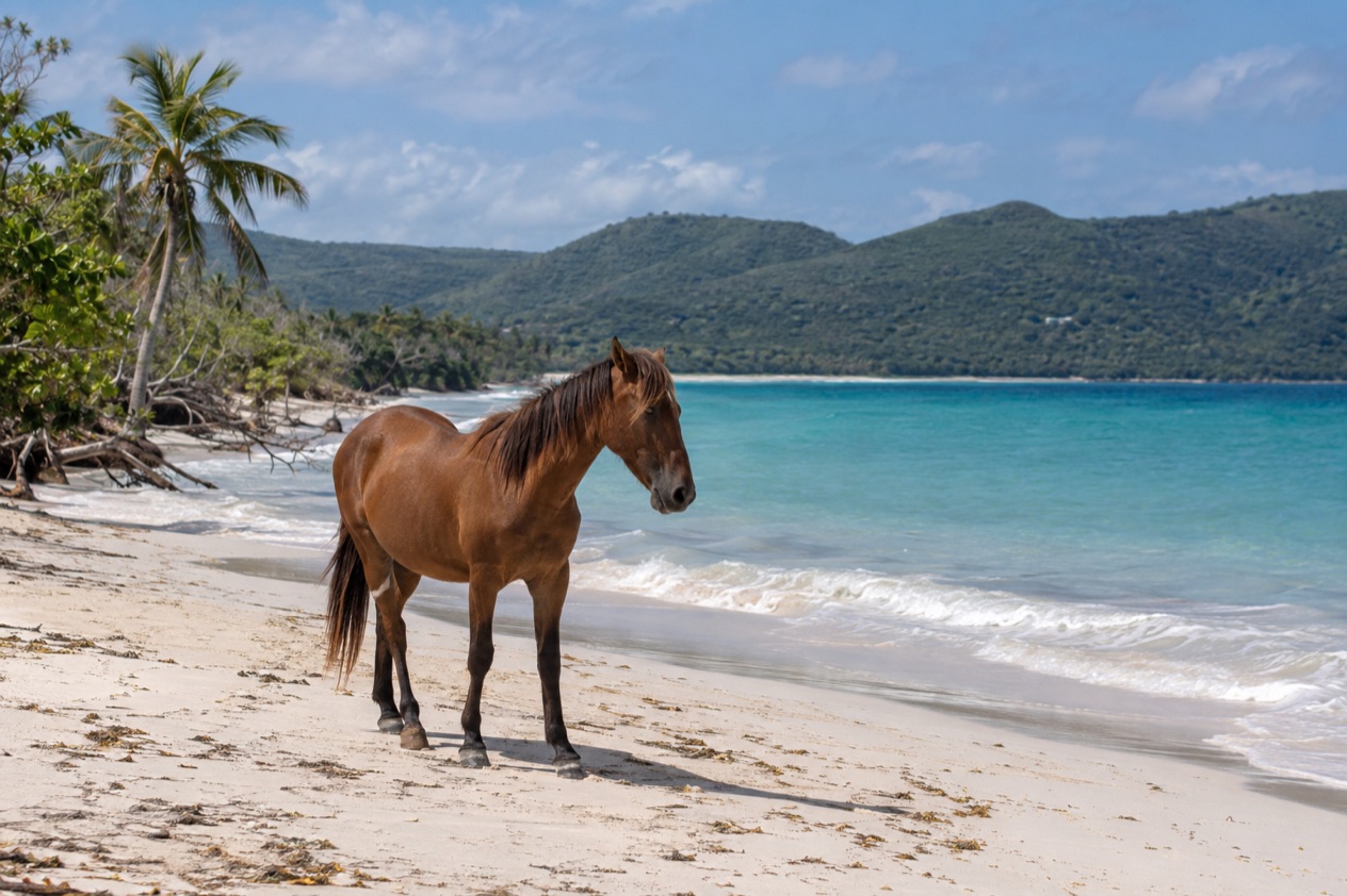 A wild horse on a quiet beach on Vieques