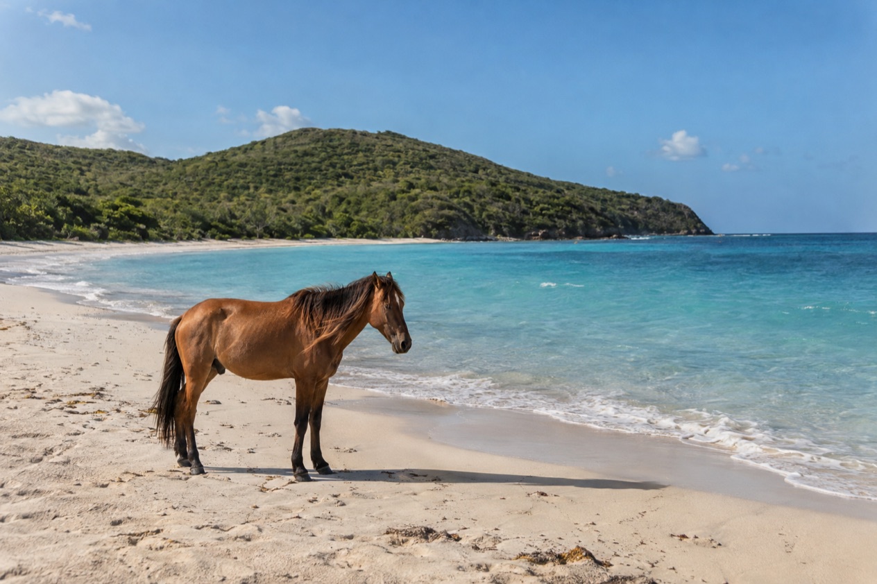 A wild horse on a quiet beach on Vieques in the drier season