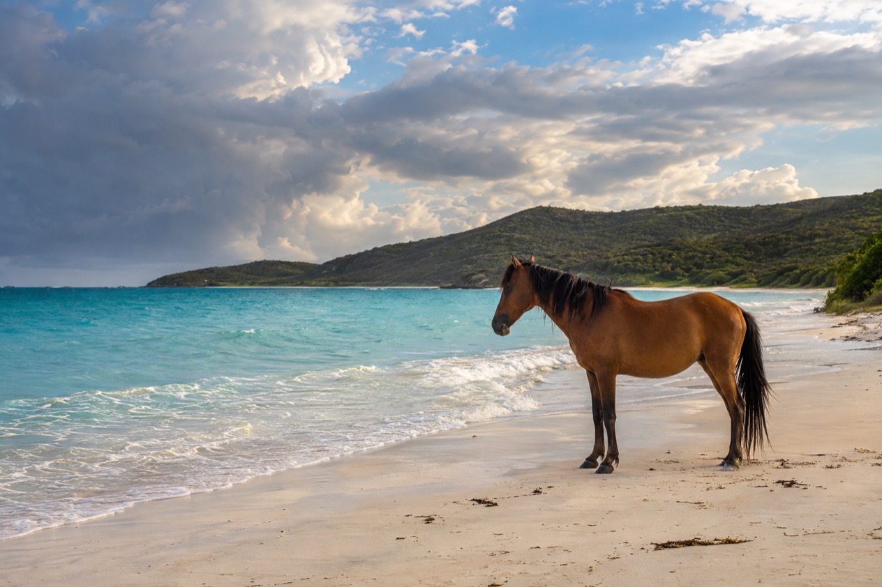 A wild horse on a quiet beach on Vieques in the wetter months