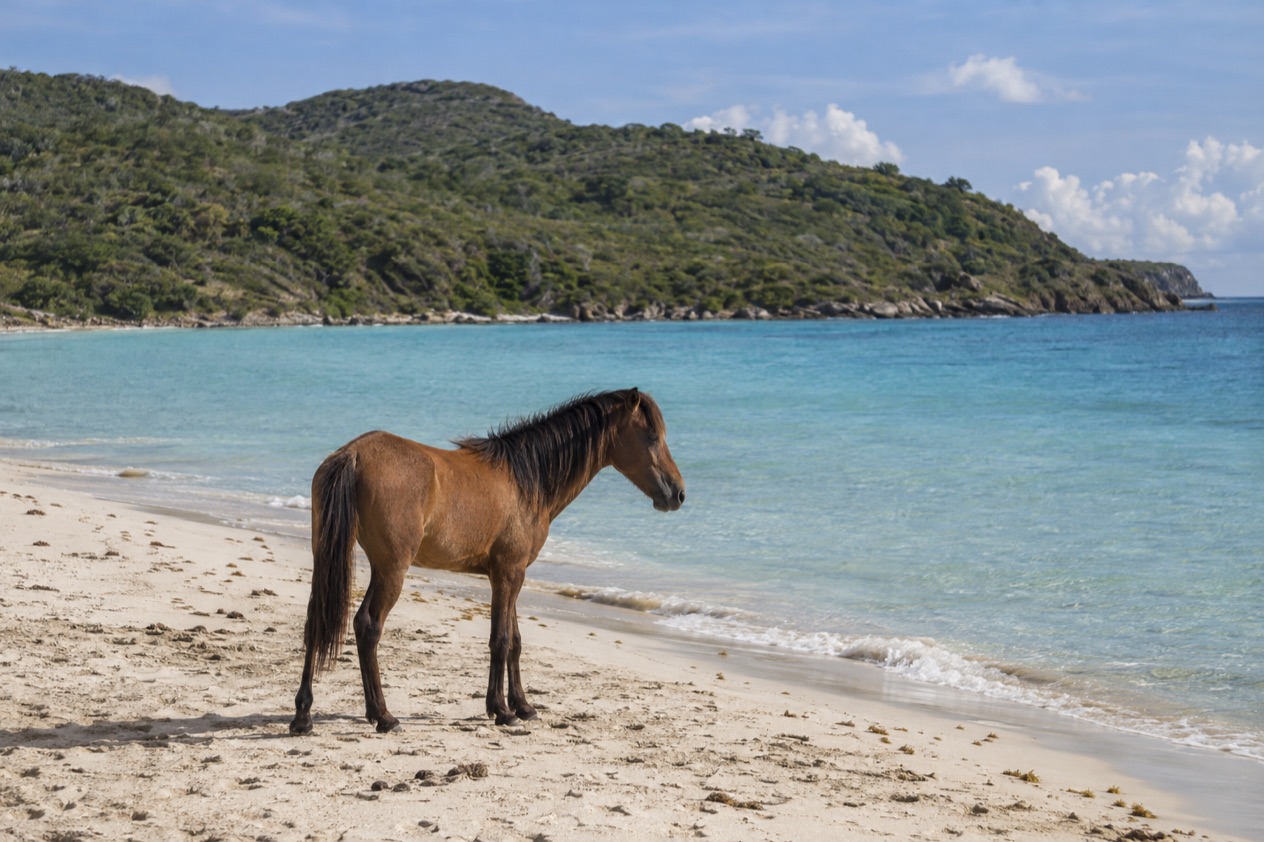 A wild horse on a quiet beach on Vieques