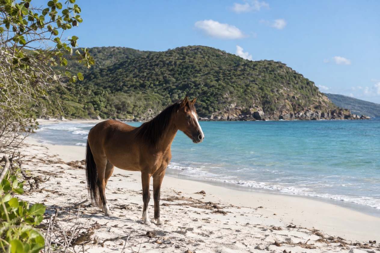 A wild horse on a quiet beach on Vieques in the drier season