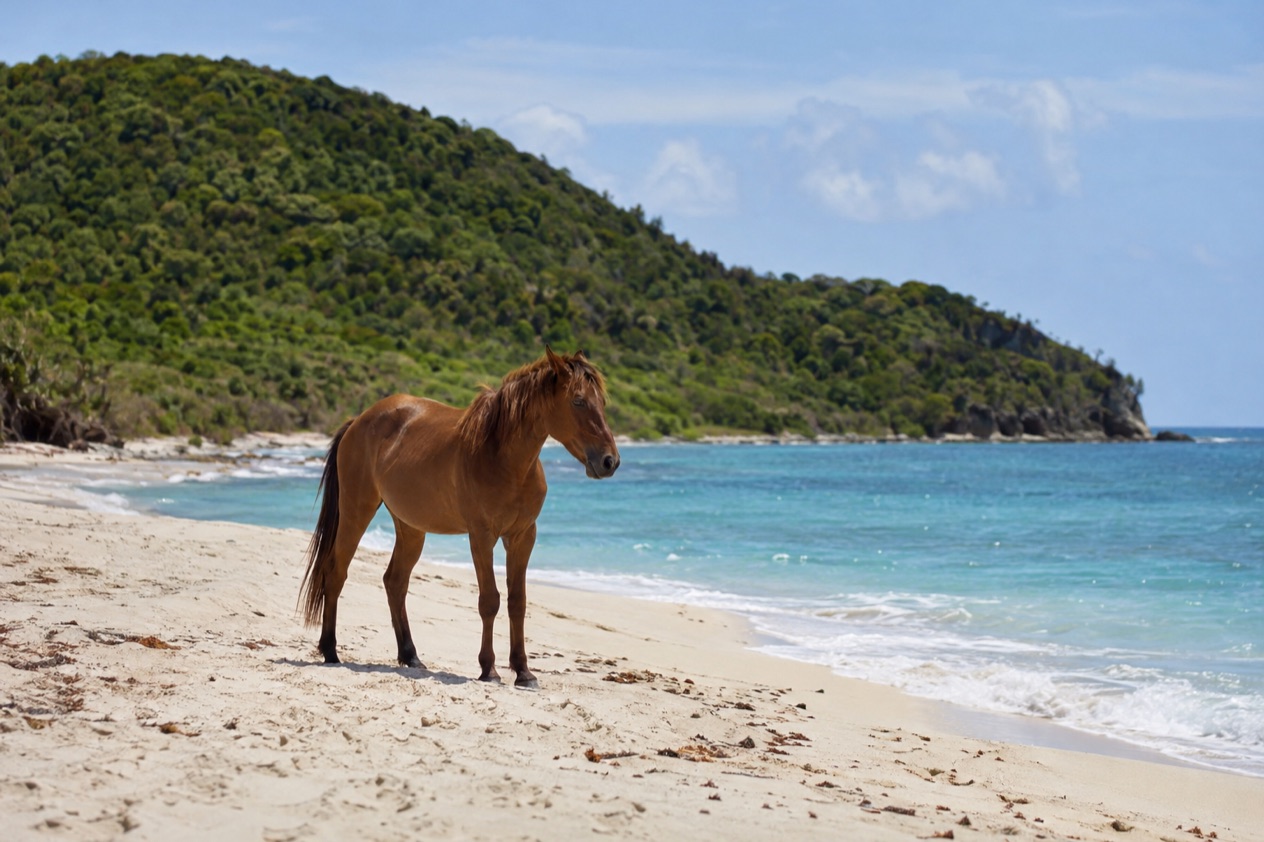 A wild horse on a quiet beach on Vieques