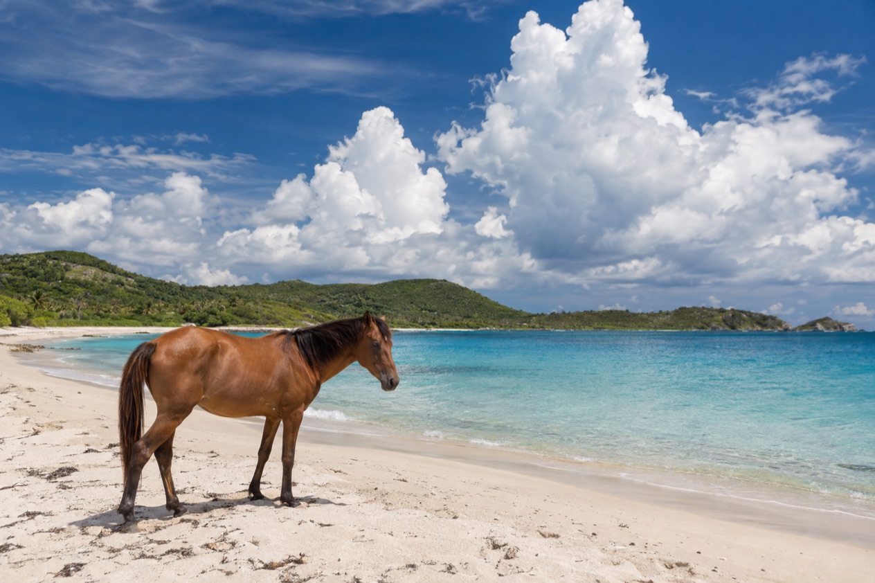 A wild horse on a quiet beach on Vieques in the hot, bright months