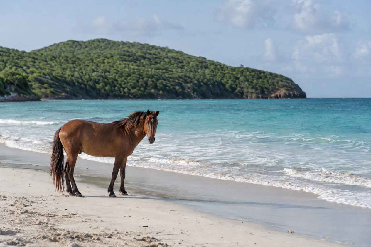 A wild horse on a quiet beach on Vieques