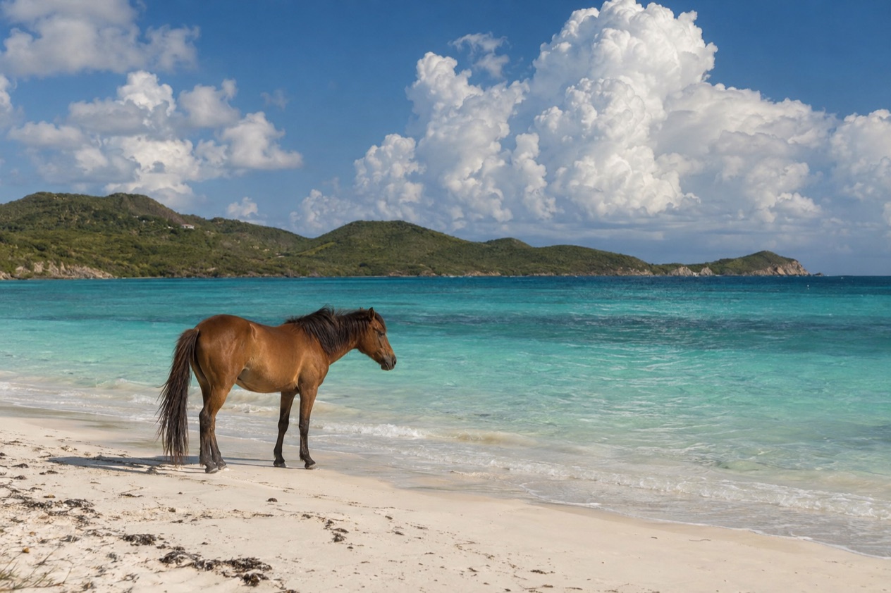 A wild horse on a quiet beach on Vieques in the hot, bright months
