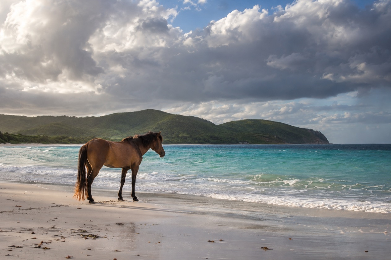 A wild horse on a quiet beach on Vieques in the wetter months
