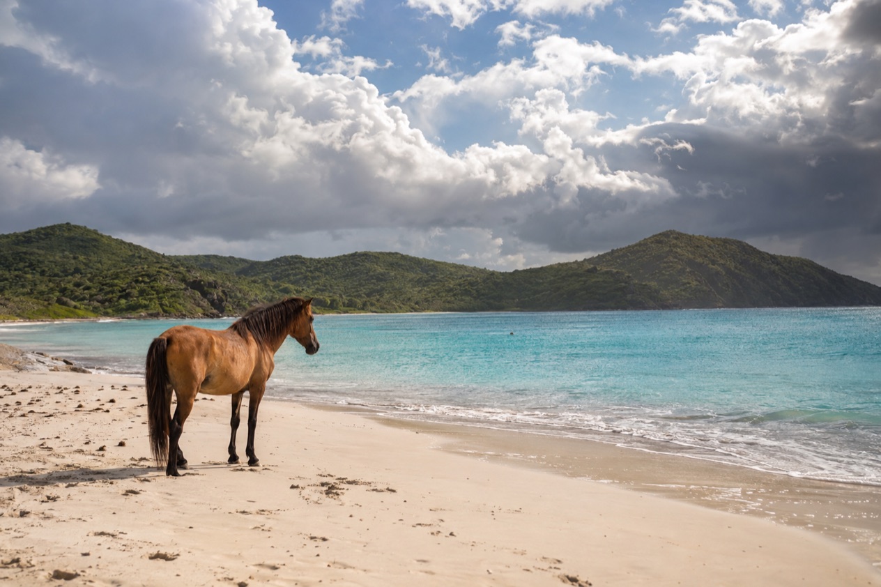 A wild horse on a quiet beach on Vieques in the wetter months