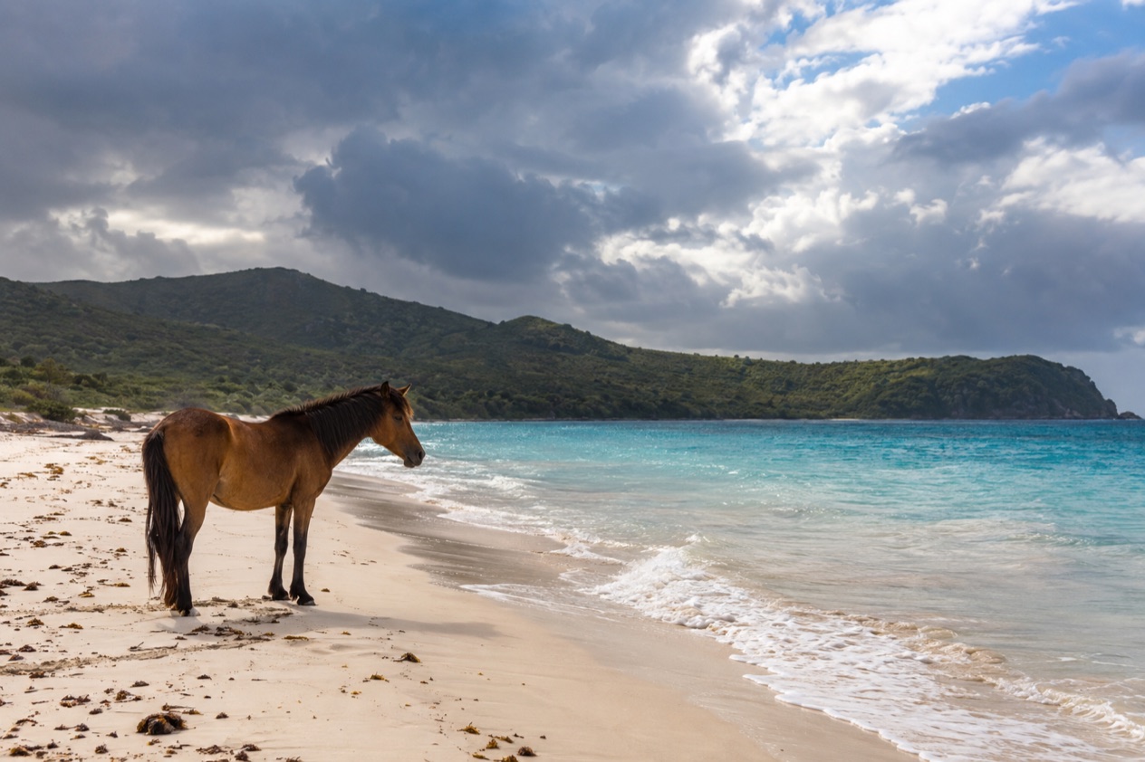 A wild horse on a quiet beach on Vieques in the wetter months