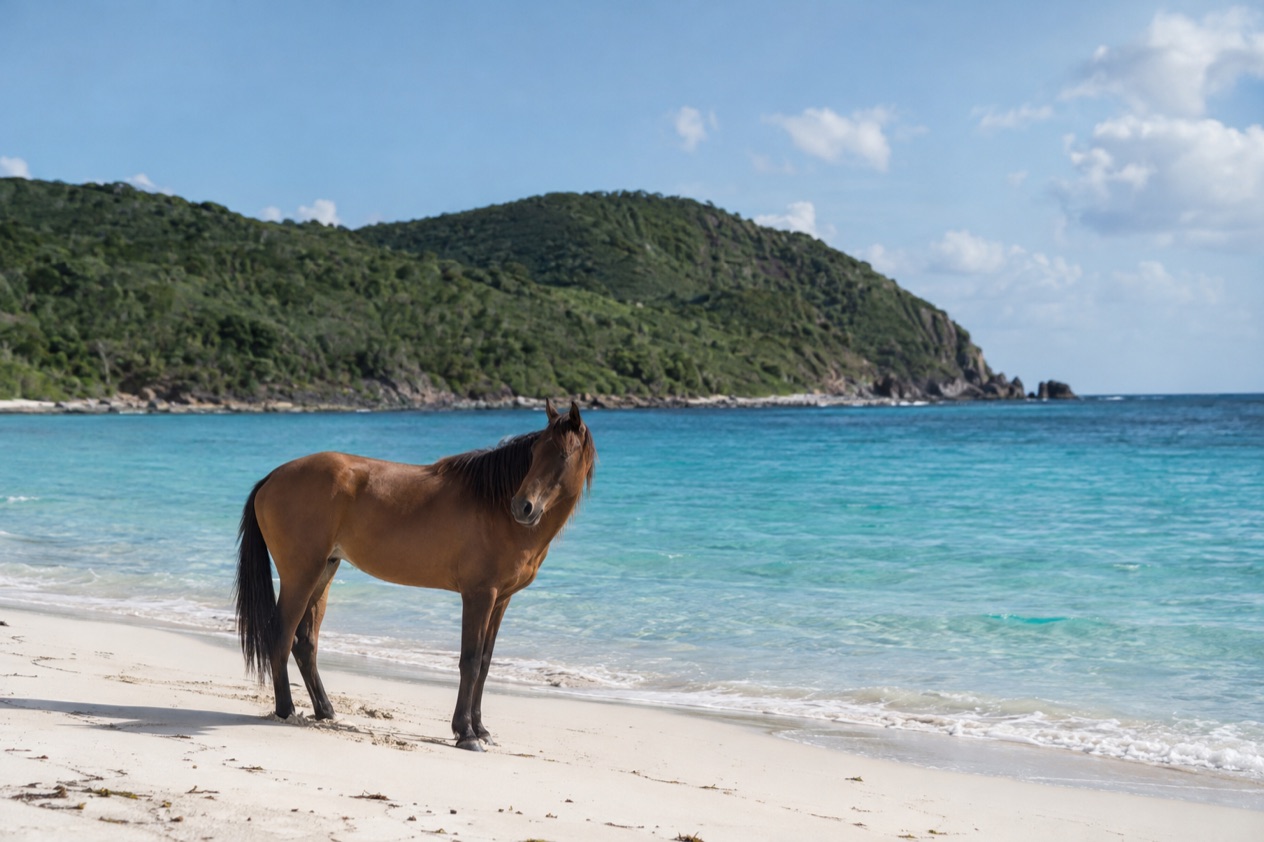 A wild horse on a quiet beach on Vieques